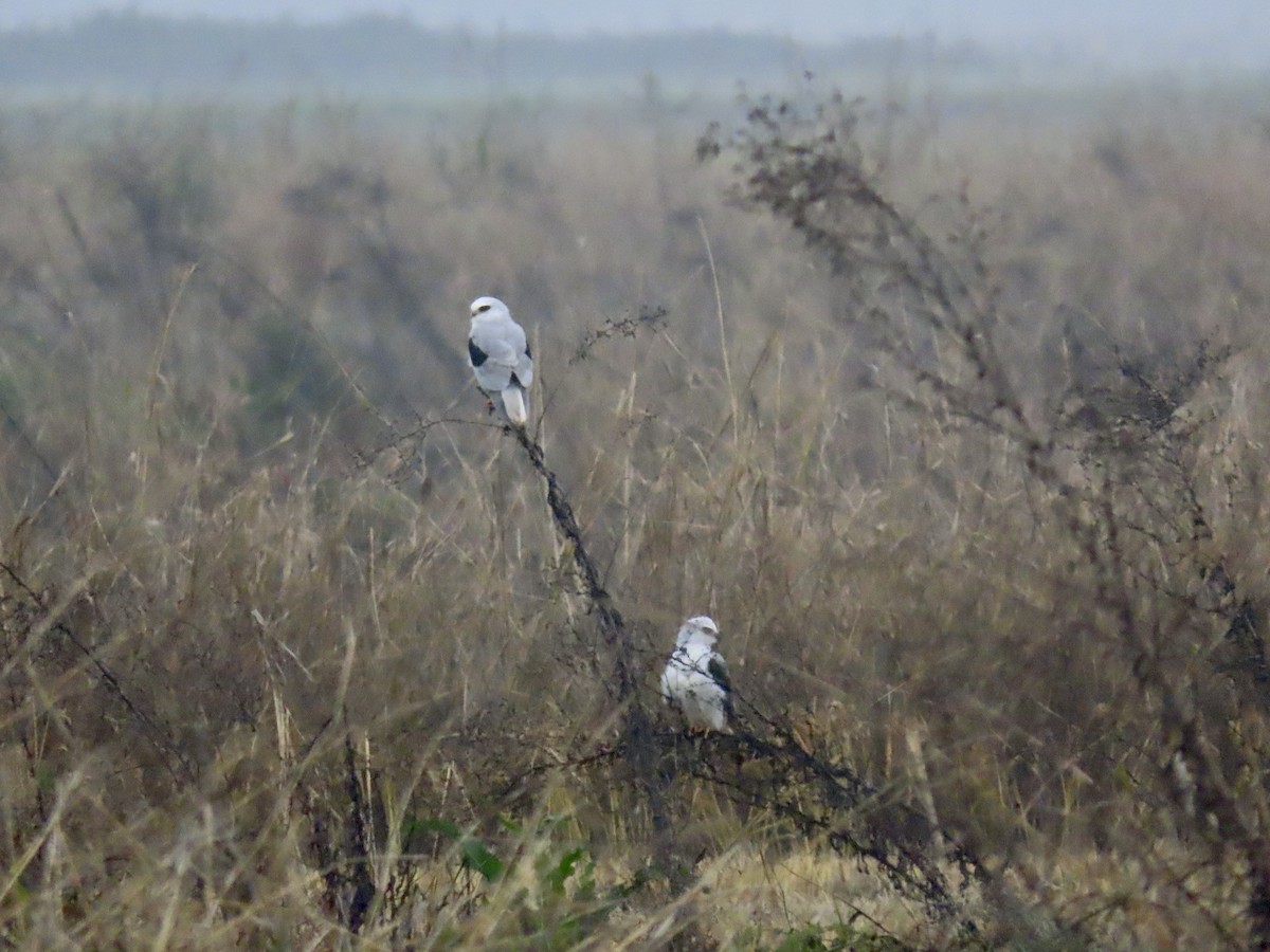 White-tailed Kite - ML646495375