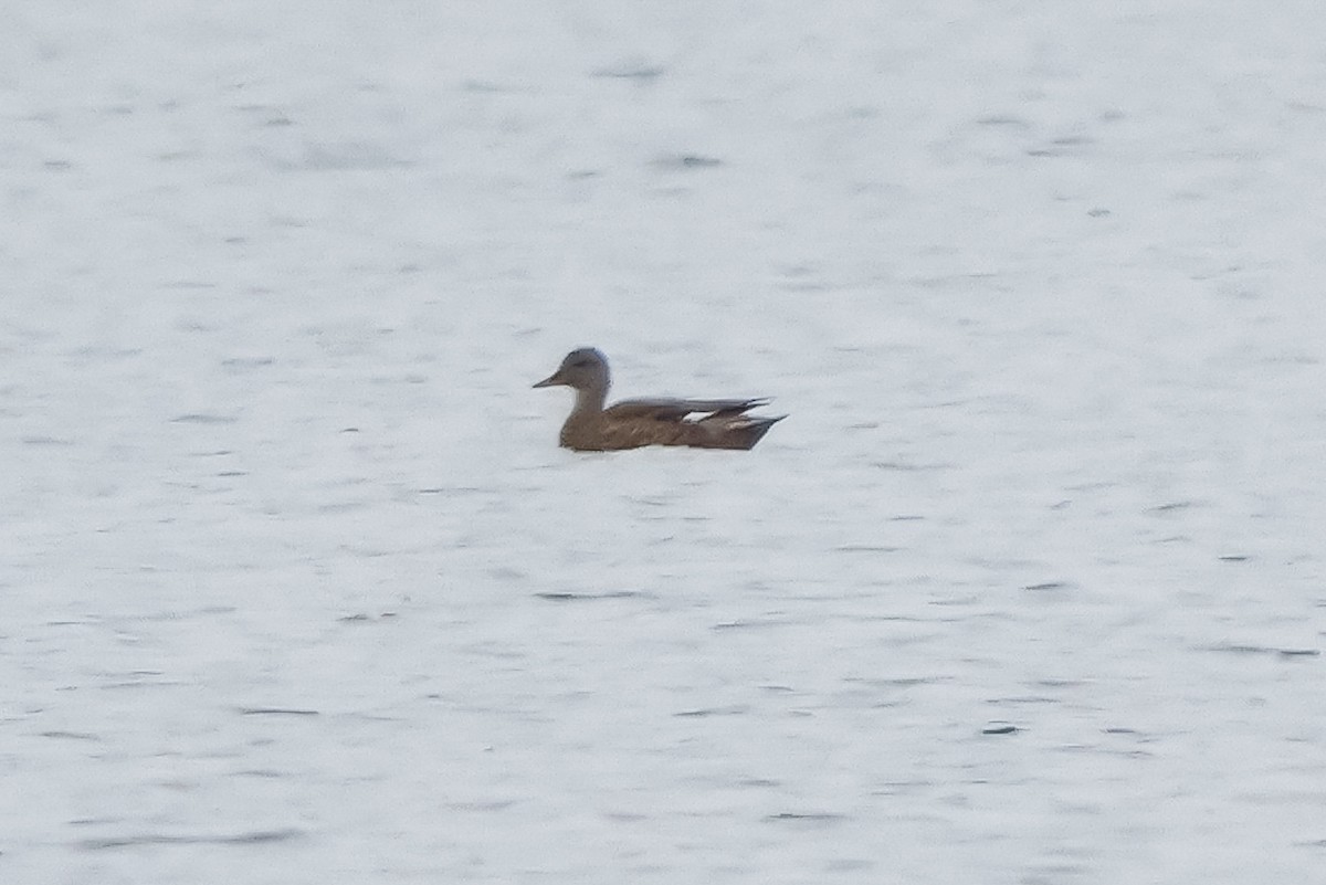 赤膀鴨 - ML646495376