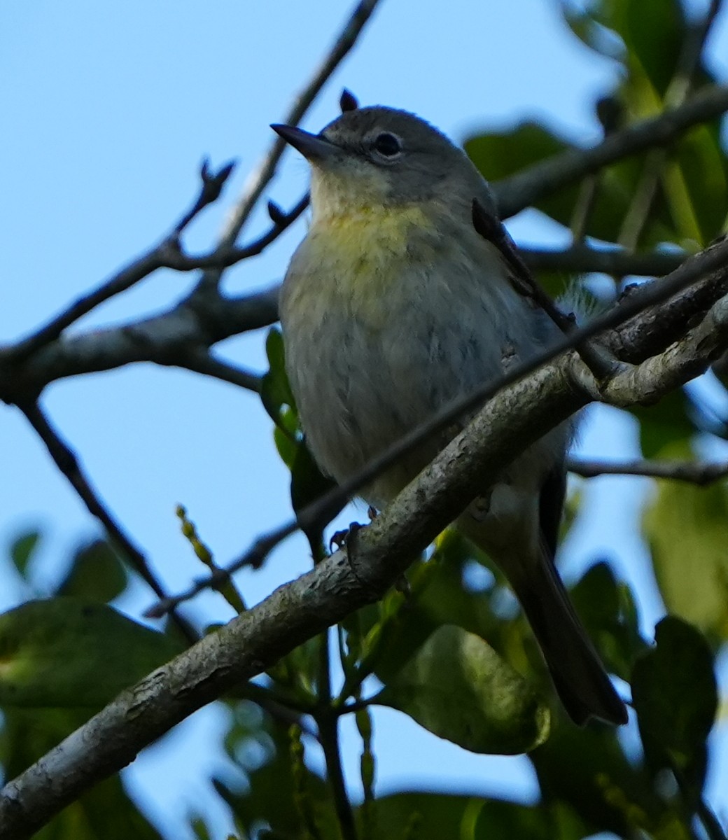 Пісняр-лісовик сосновий - ML646495377