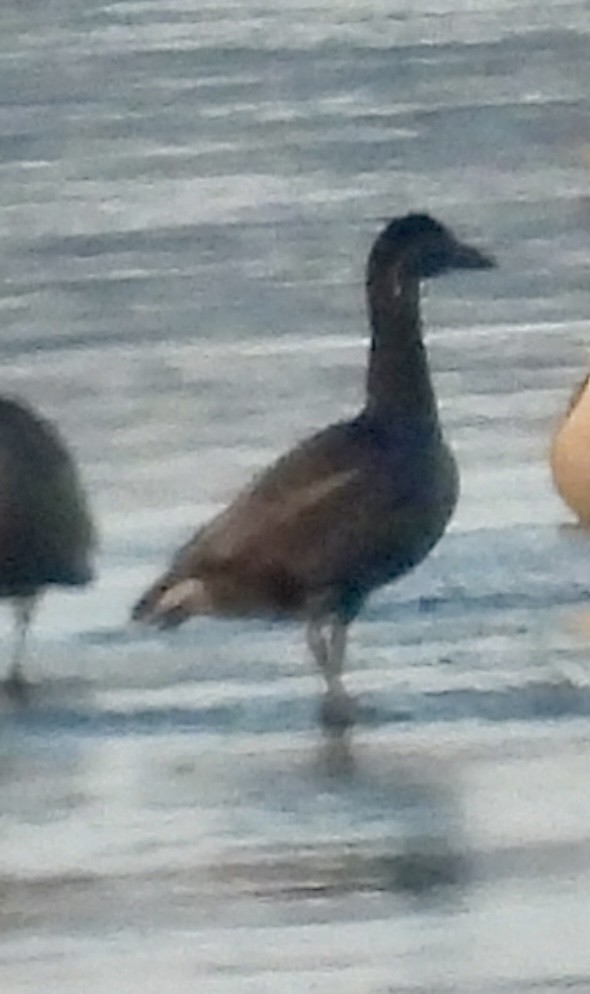 Snow Goose - ML646495378