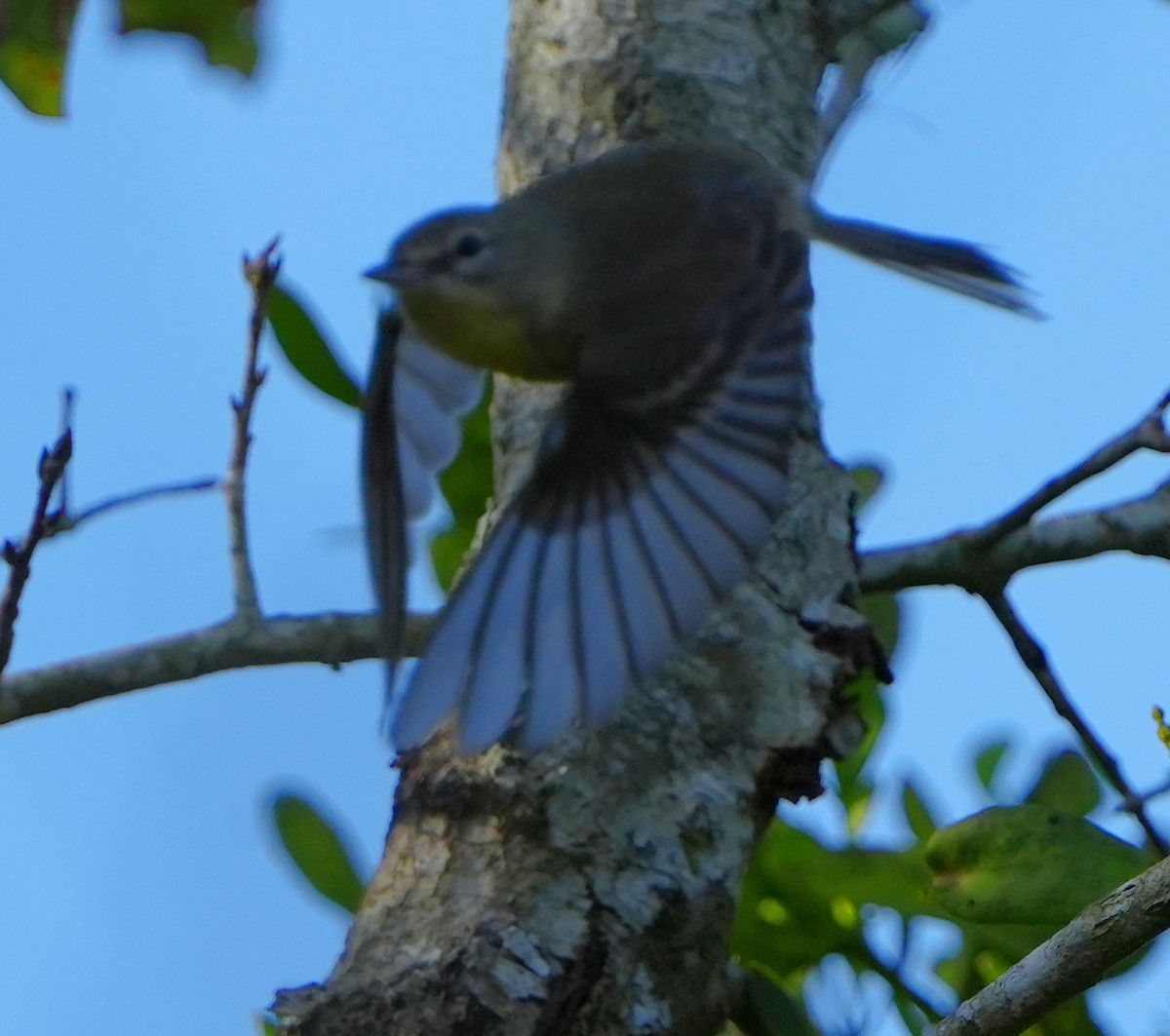 Пісняр-лісовик сосновий - ML646495382
