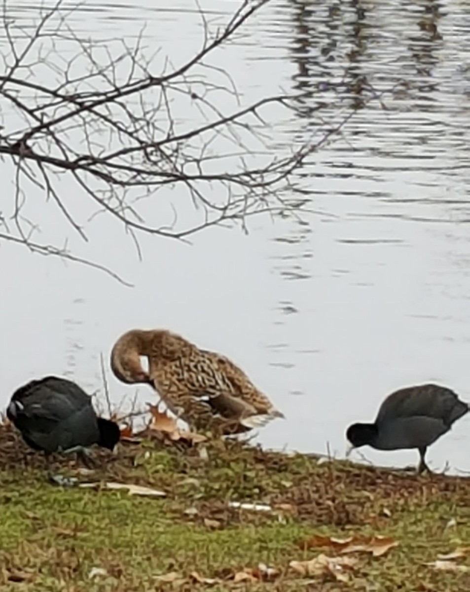 American Coot - ML646495383