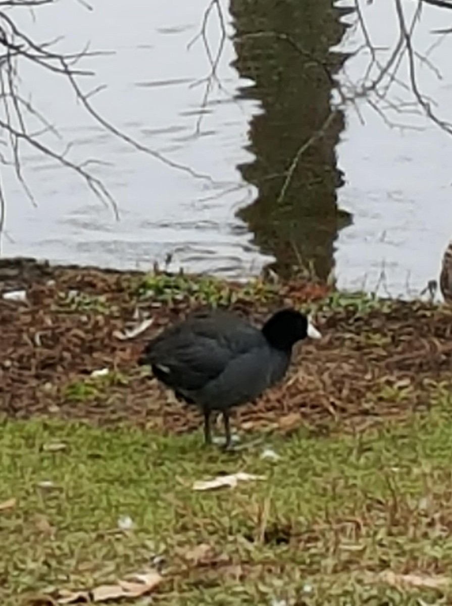 American Coot - ML646495384