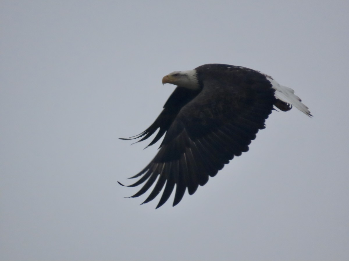 Itsas arrano buruzuria - ML646495385