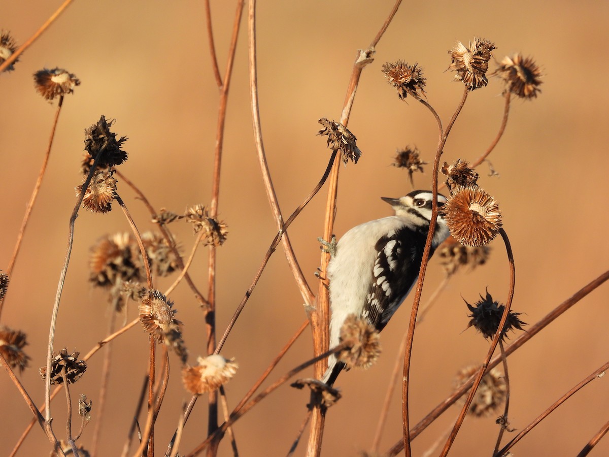 Downy Woodpecker - ML646495386
