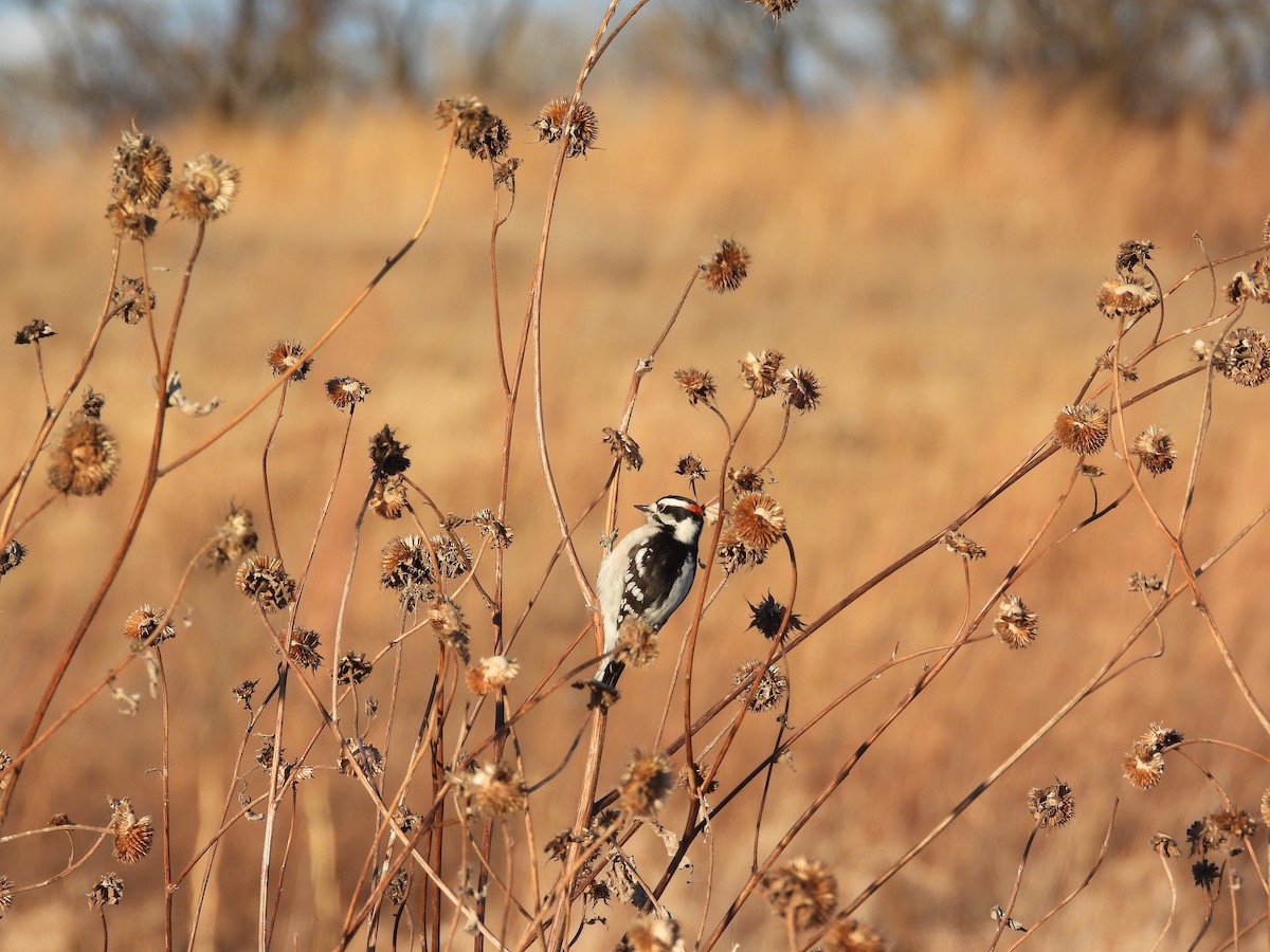 Downy Woodpecker - ML646495387