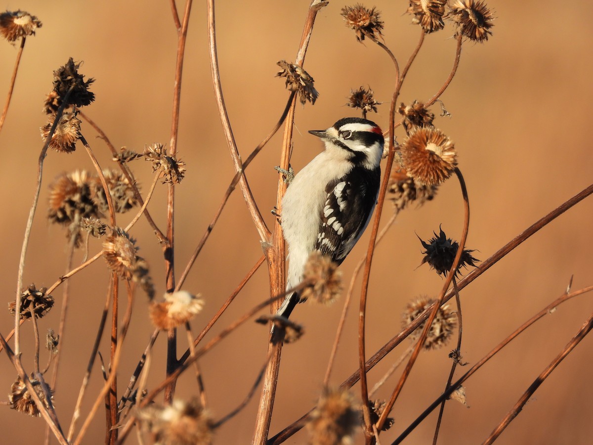 Downy Woodpecker - ML646495388