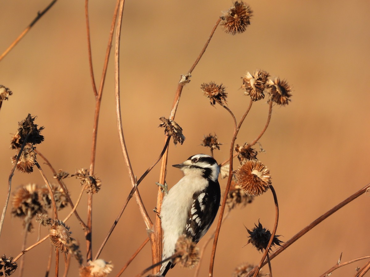 Downy Woodpecker - ML646495389