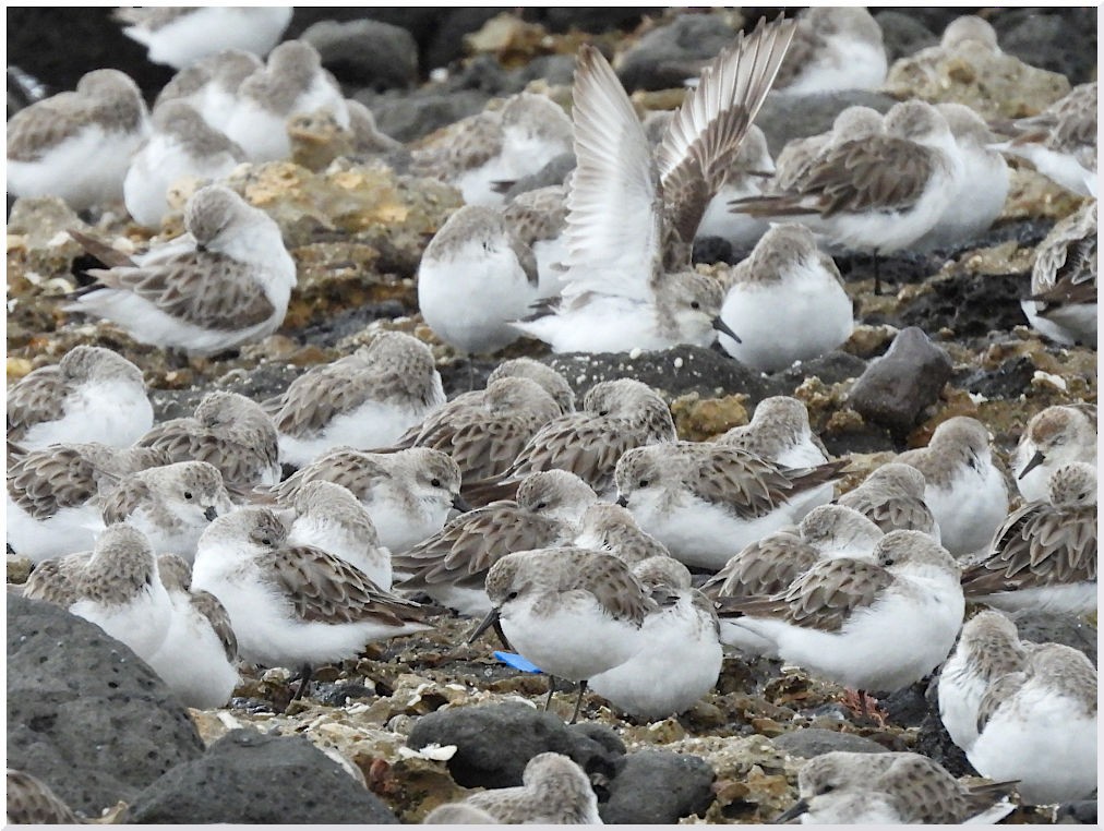 Red-necked Stint - ML646495390