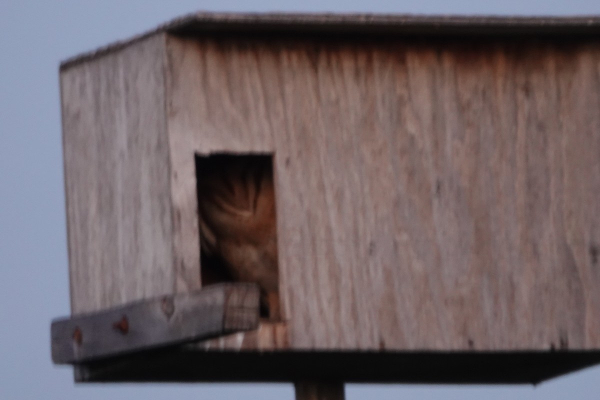 American Barn Owl - ML646495391