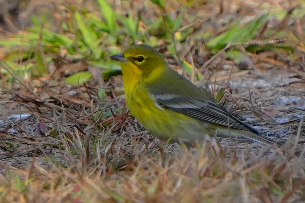 Пісняр-лісовик сосновий - ML646495392