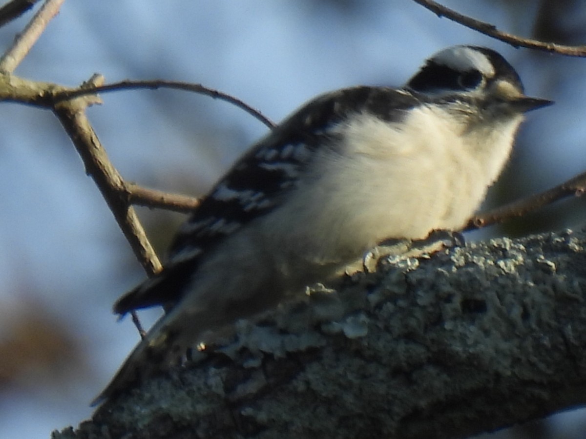 Downy Woodpecker - ML646495393