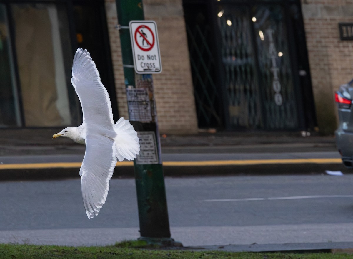Western x Glaucous-winged Gull (hybrid) - ML646495395