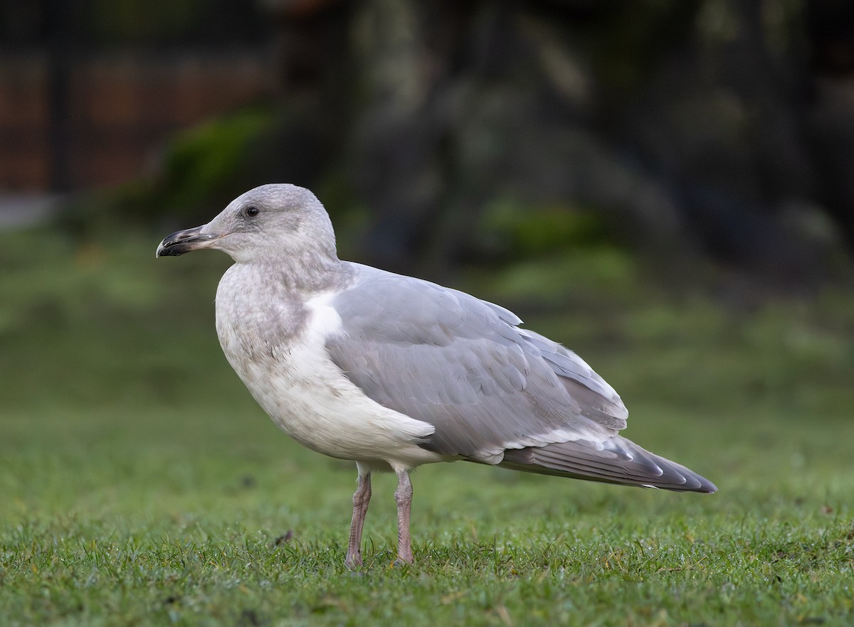Western x Glaucous-winged Gull (hybrid) - ML646495396