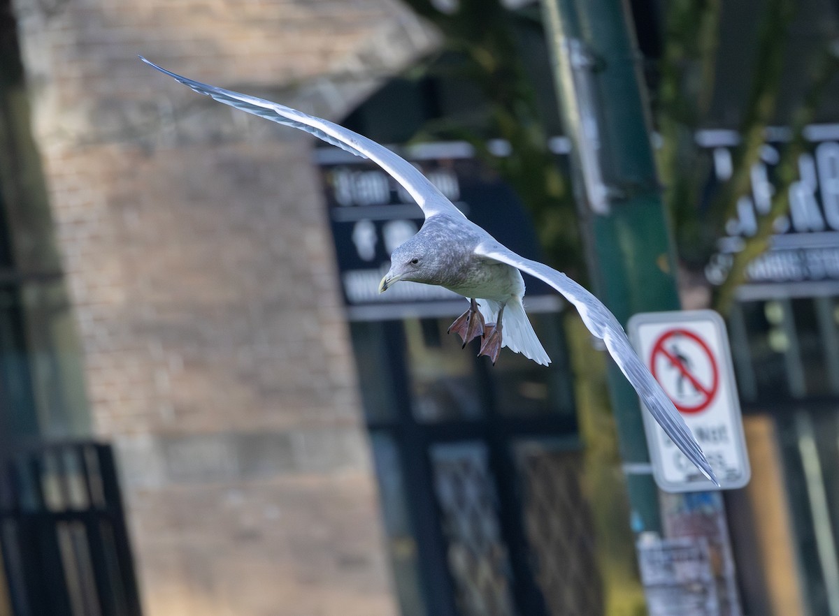 Western x Glaucous-winged Gull (hybrid) - ML646495397