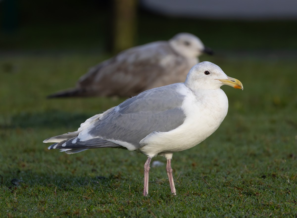Western x Glaucous-winged Gull (hybrid) - ML646495398