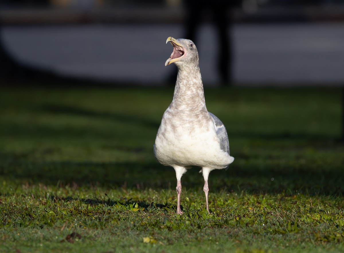 Western x Glaucous-winged Gull (hybrid) - ML646495399