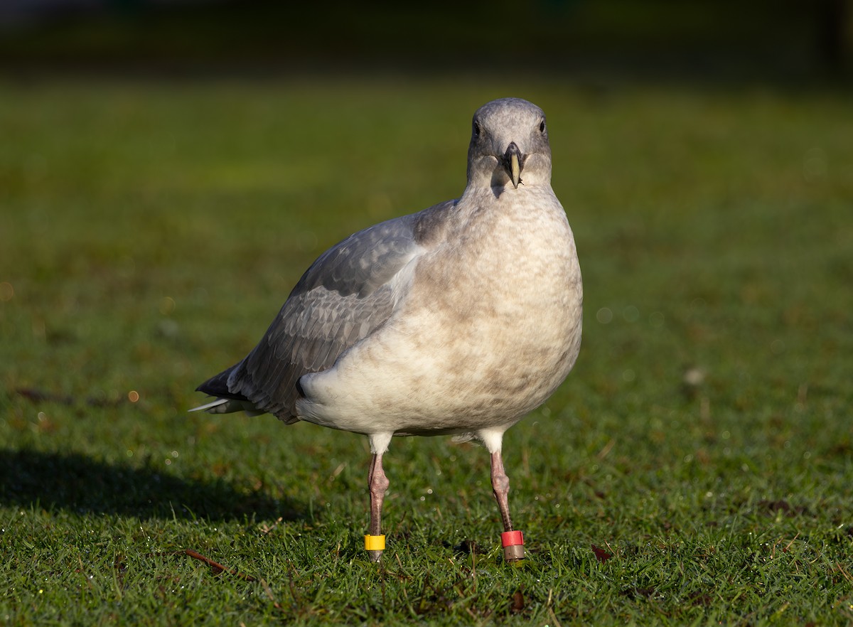 Western x Glaucous-winged Gull (hybrid) - ML646495402