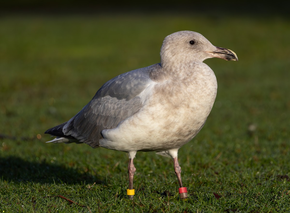 Western x Glaucous-winged Gull (hybrid) - ML646495403