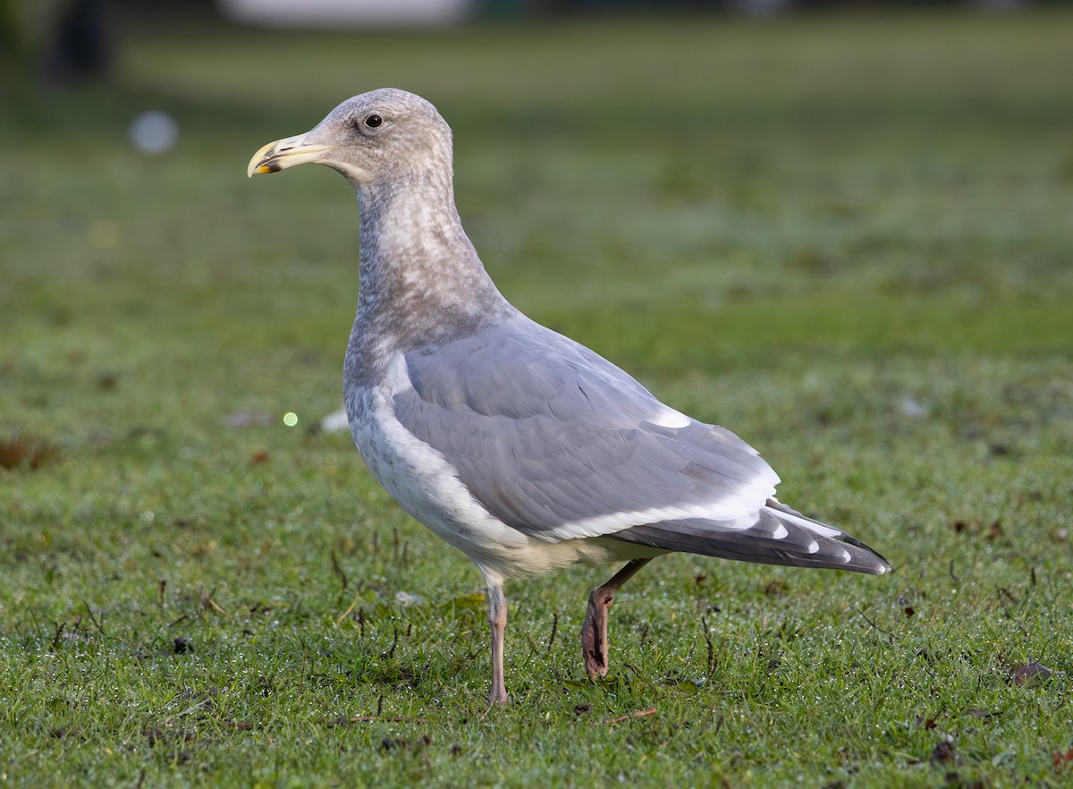 Western x Glaucous-winged Gull (hybrid) - ML646495404