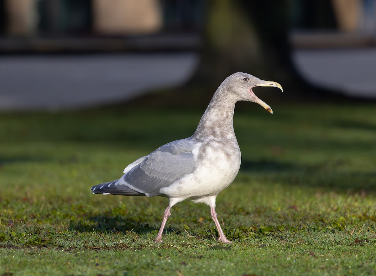 Western x Glaucous-winged Gull (hybrid) - ML646495410