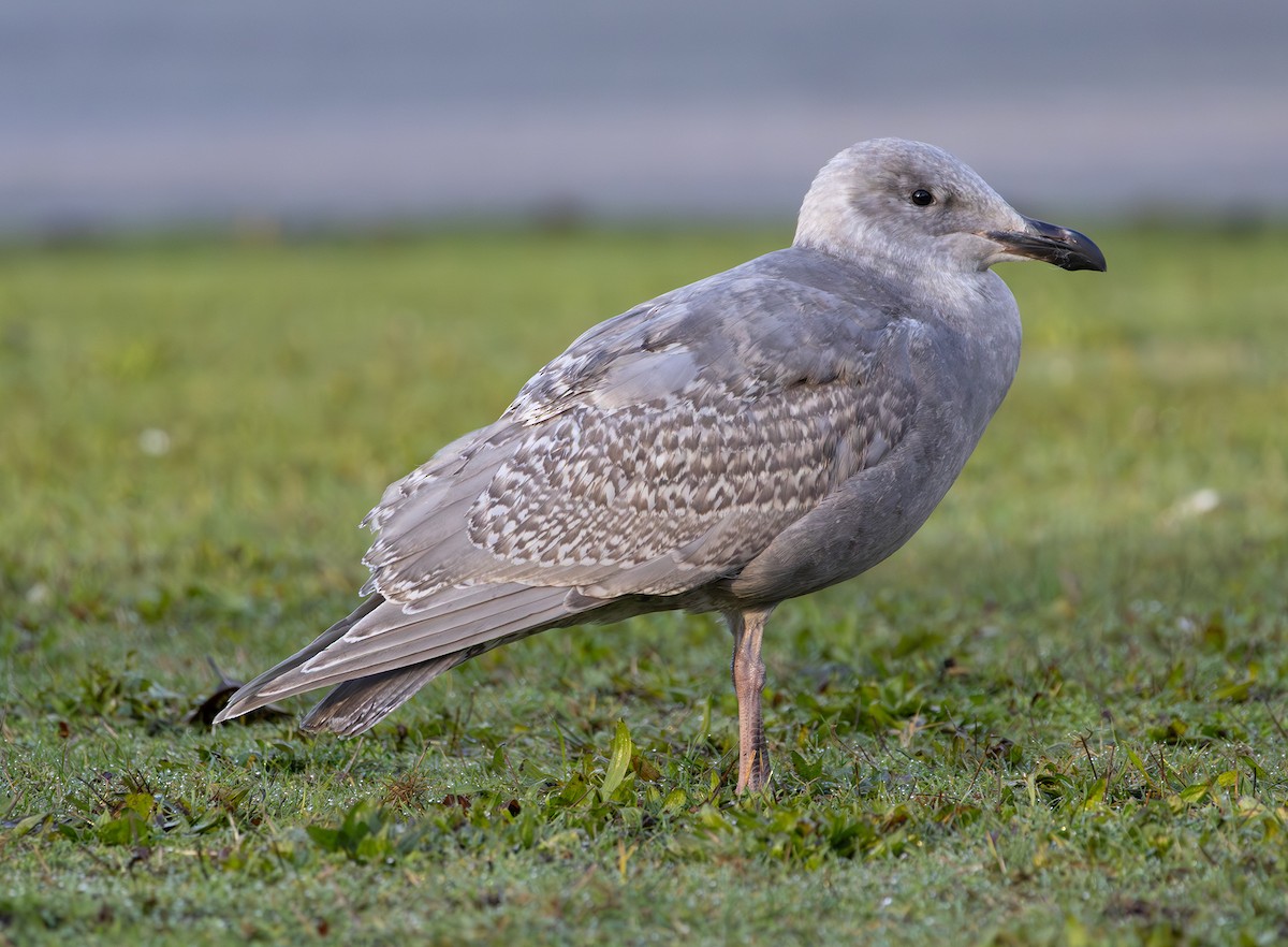 Western x Glaucous-winged Gull (hybrid) - ML646495412