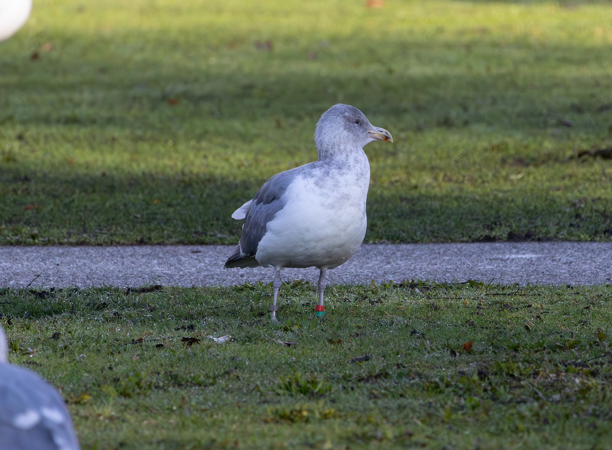 Western x Glaucous-winged Gull (hybrid) - ML646495413