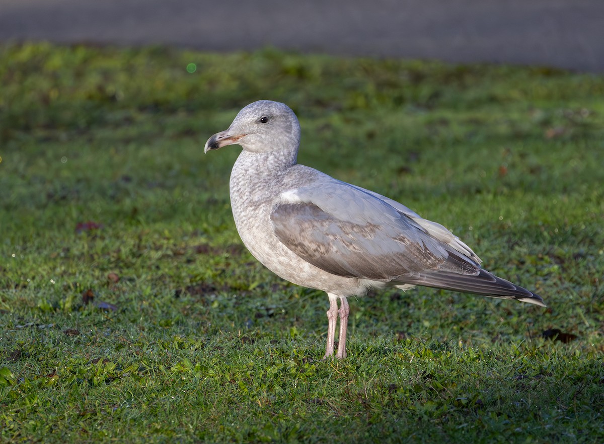 Western x Glaucous-winged Gull (hybrid) - ML646495414