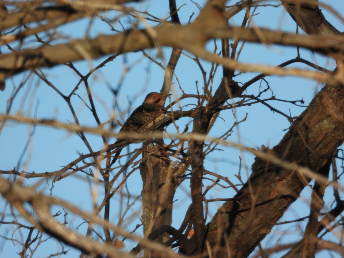 Northern Flicker - ML646495417