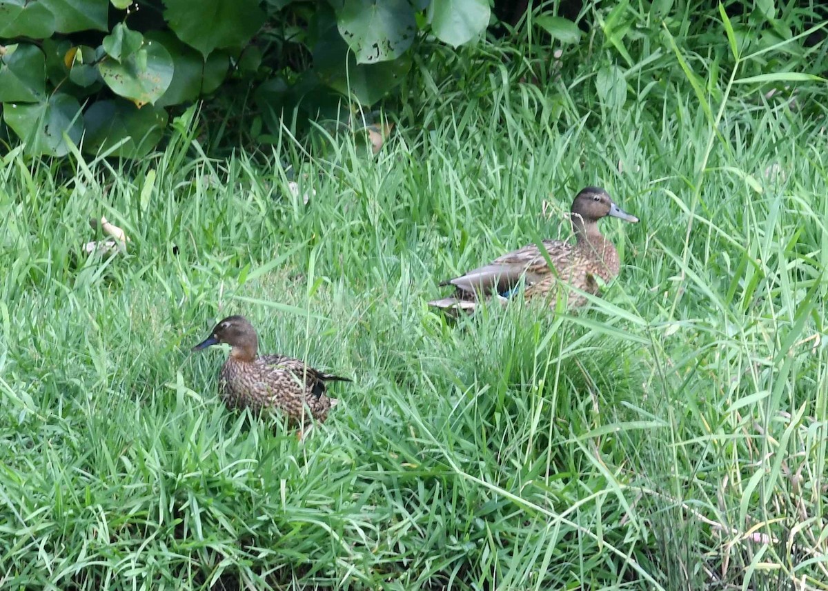 Hawaiian Duck - ML646495418