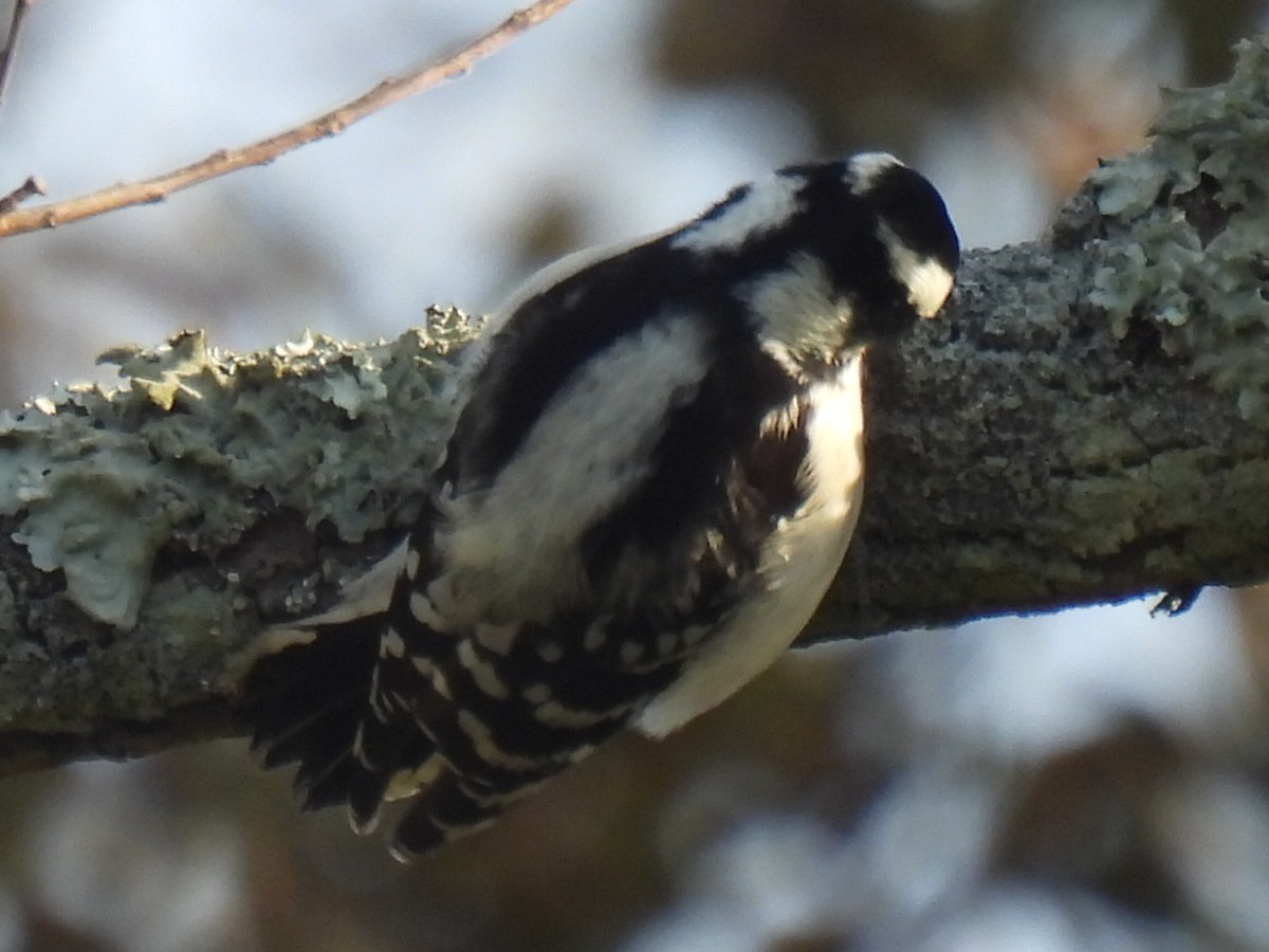 Downy Woodpecker - ML646495420