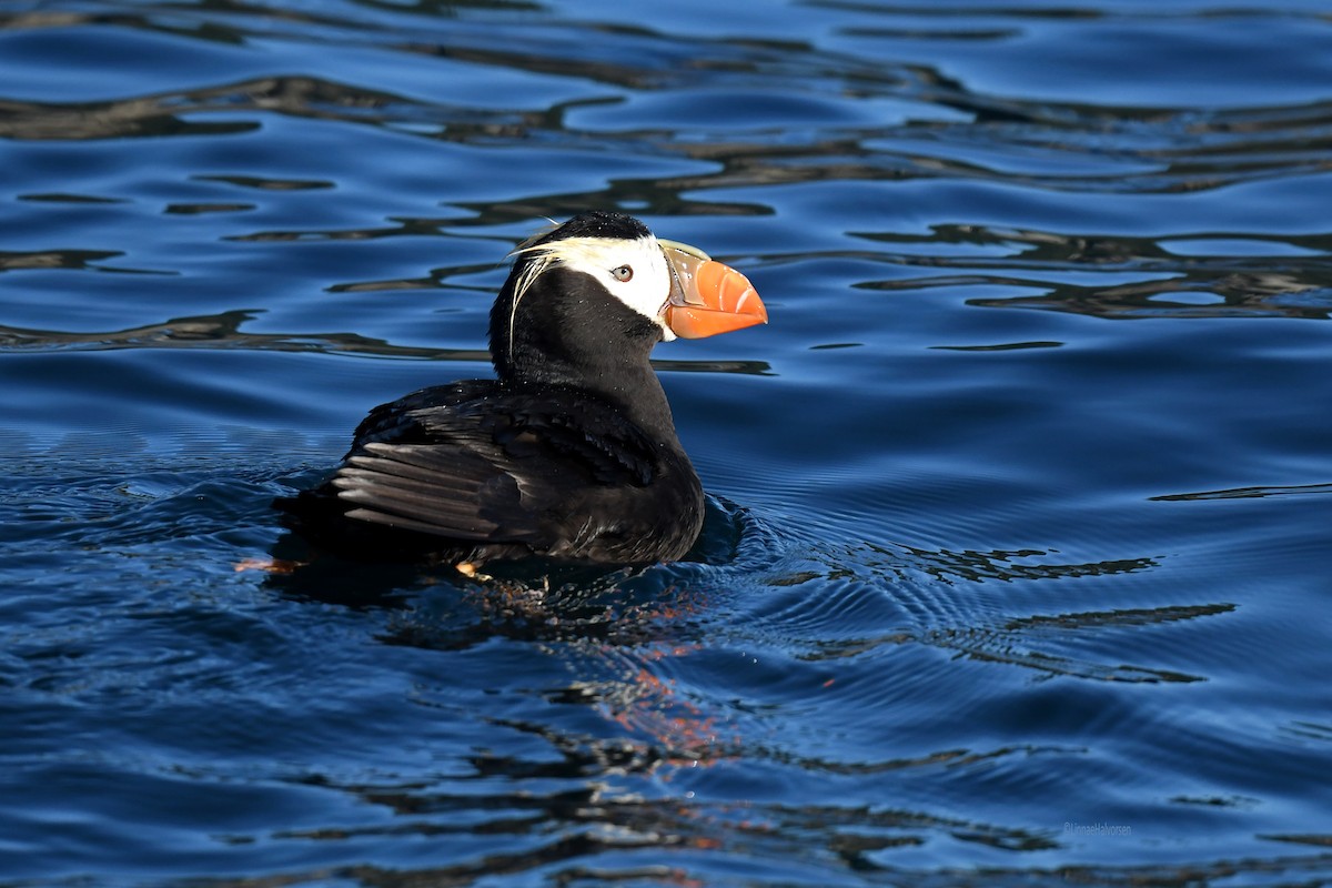 Tufted Puffin - ML646495421