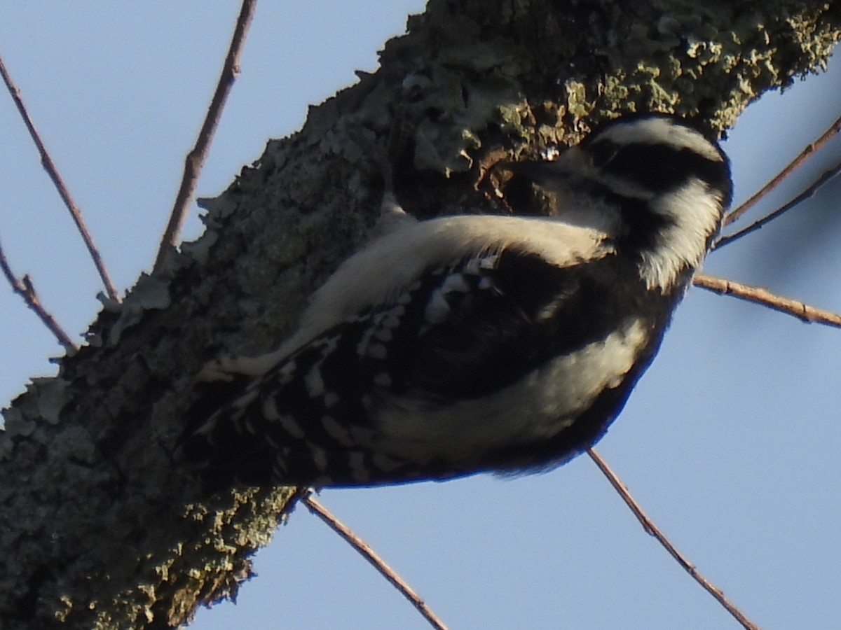 Downy Woodpecker - ML646495430