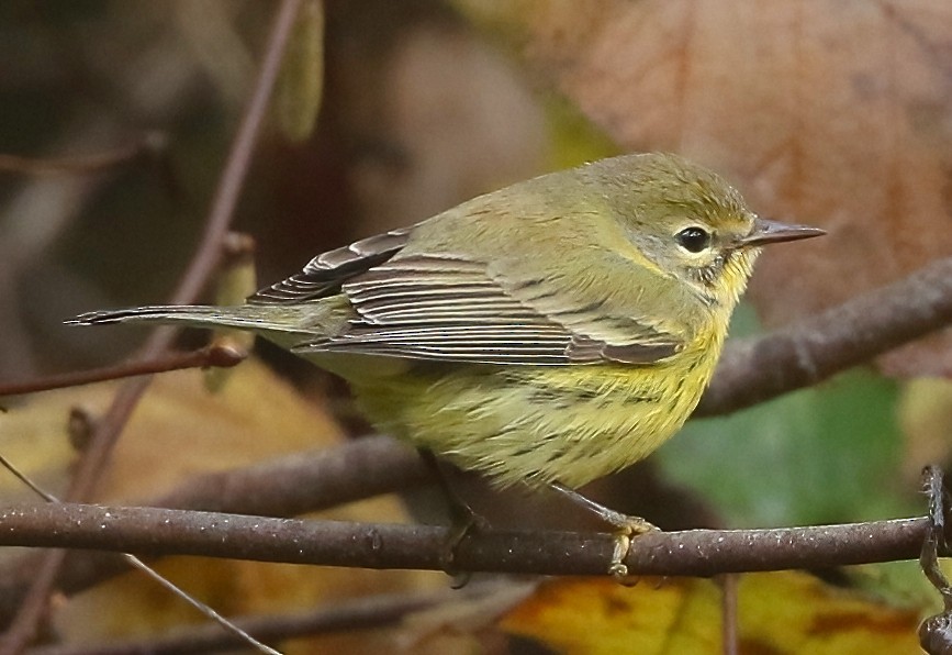 チャスジアメリカムシクイ - ML646495431