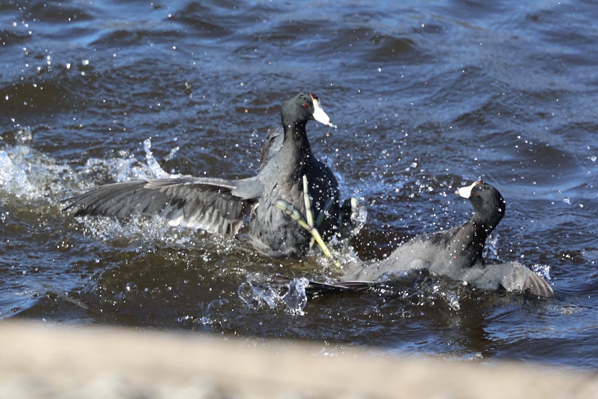 American Coot (Red-shielded) - ML646495433