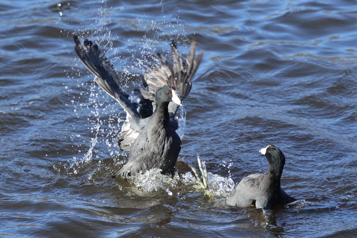 American Coot (Red-shielded) - ML646495434