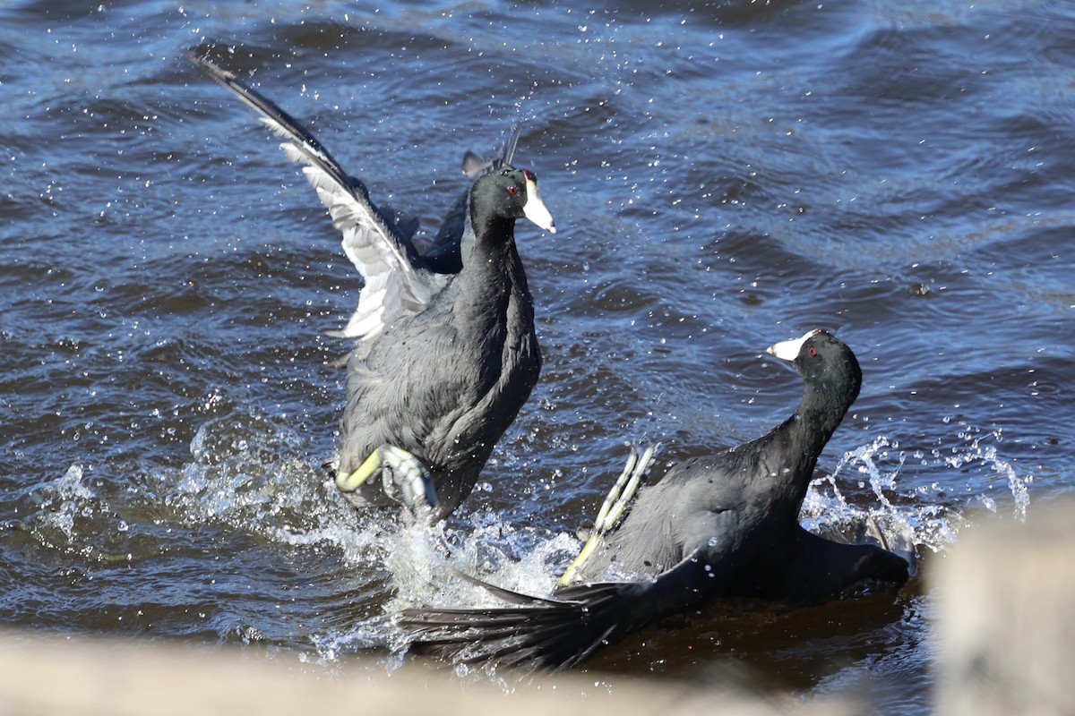 American Coot (Red-shielded) - ML646495435