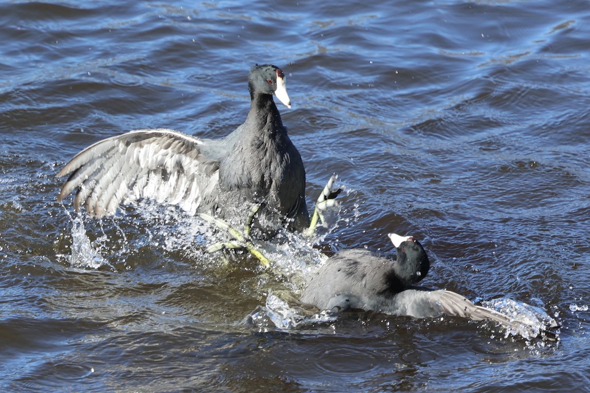 American Coot (Red-shielded) - ML646495436