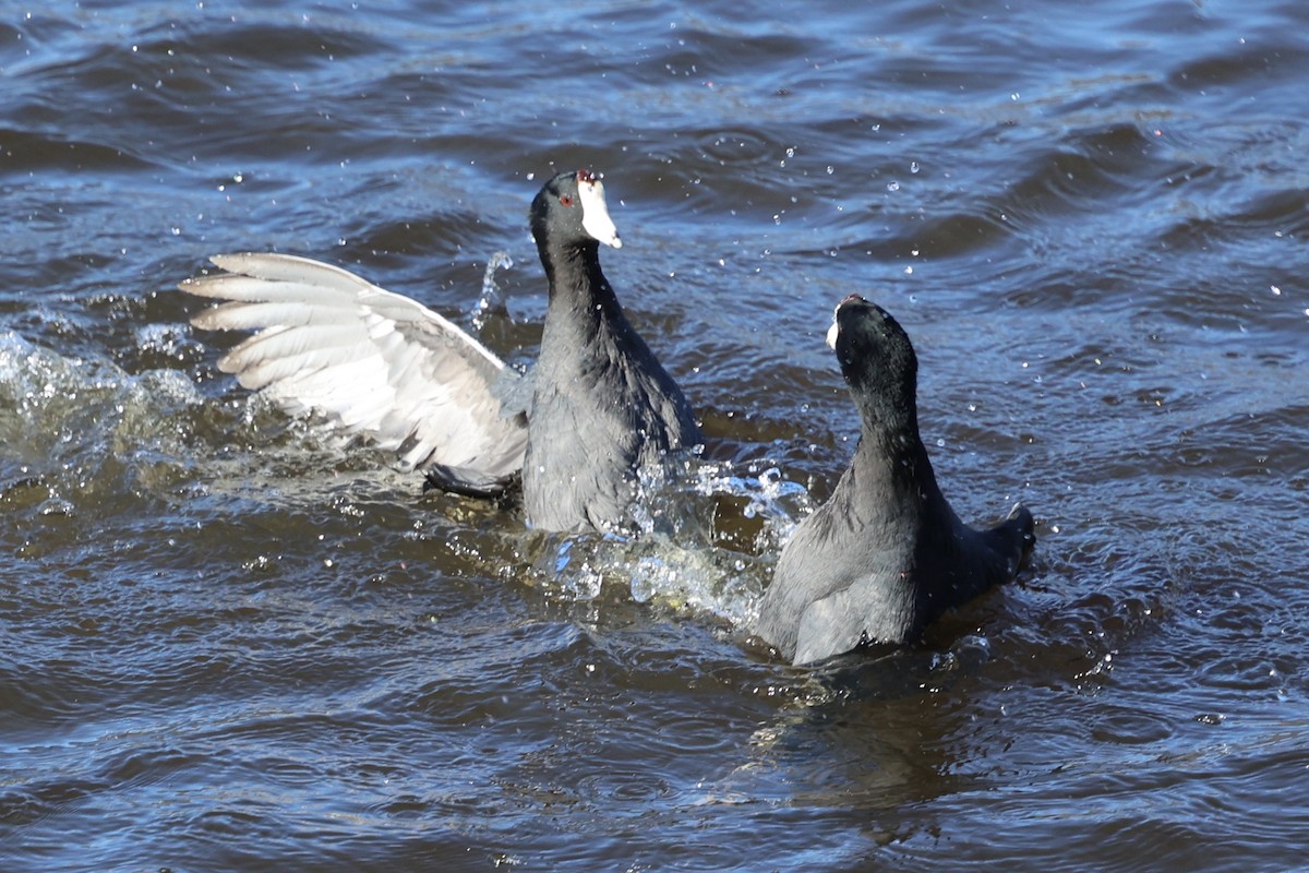 American Coot (Red-shielded) - ML646495437