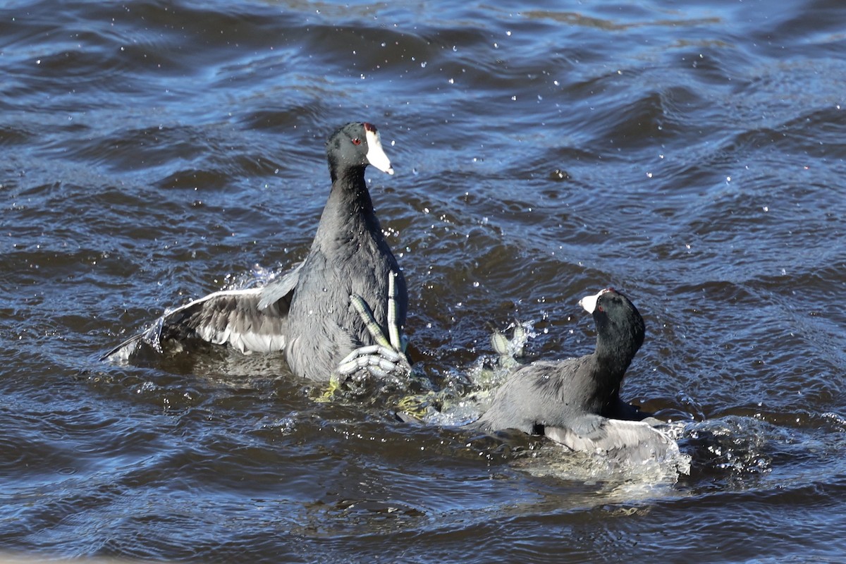 American Coot (Red-shielded) - ML646495438