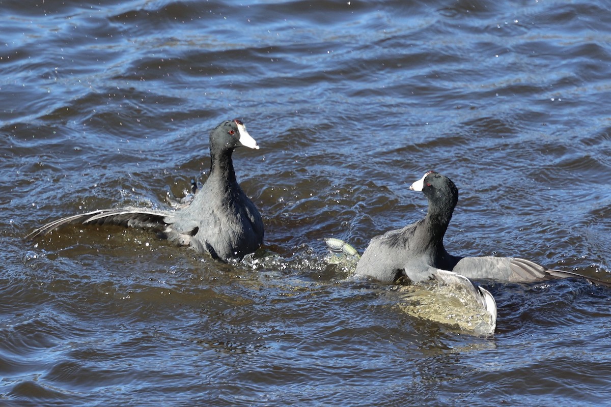 American Coot (Red-shielded) - ML646495439