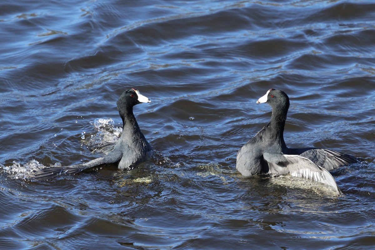 American Coot (Red-shielded) - ML646495440