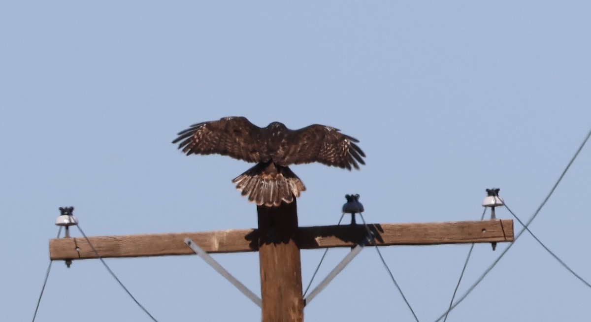 Red-tailed Hawk (Harlan's) - ML646495441