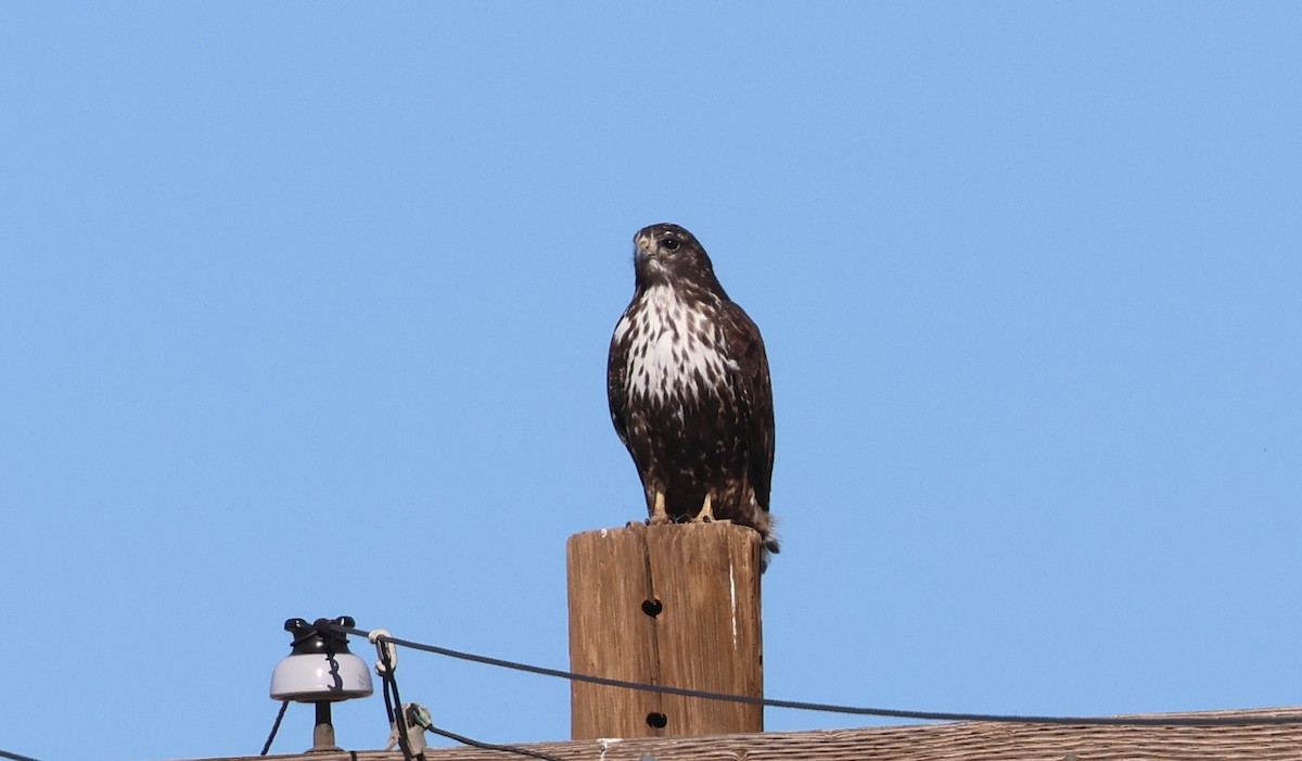Red-tailed Hawk (Harlan's) - ML646495442