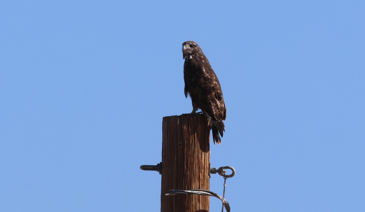 Red-tailed Hawk (Harlan's) - ML646495443