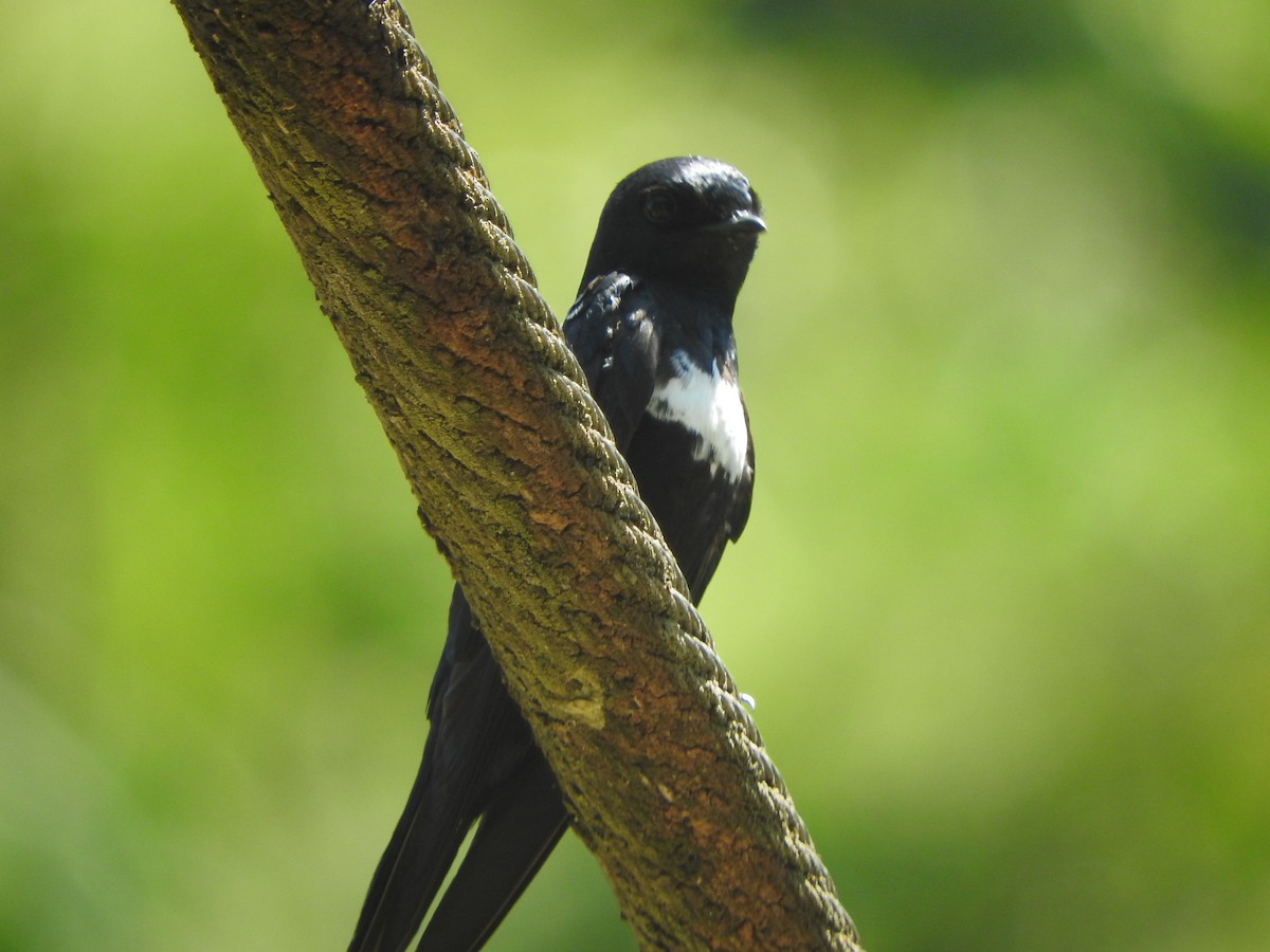 White-banded Swallow - ML646495445