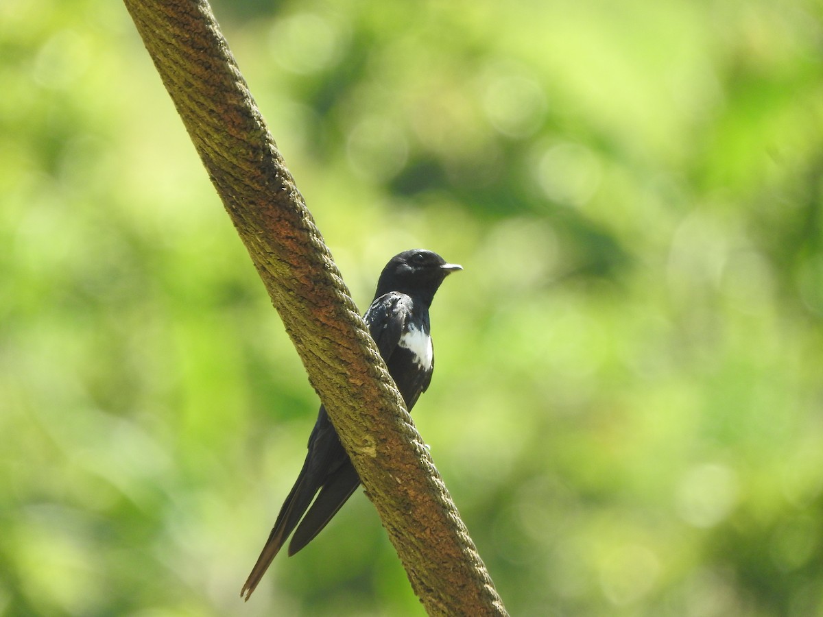 White-banded Swallow - ML646495446