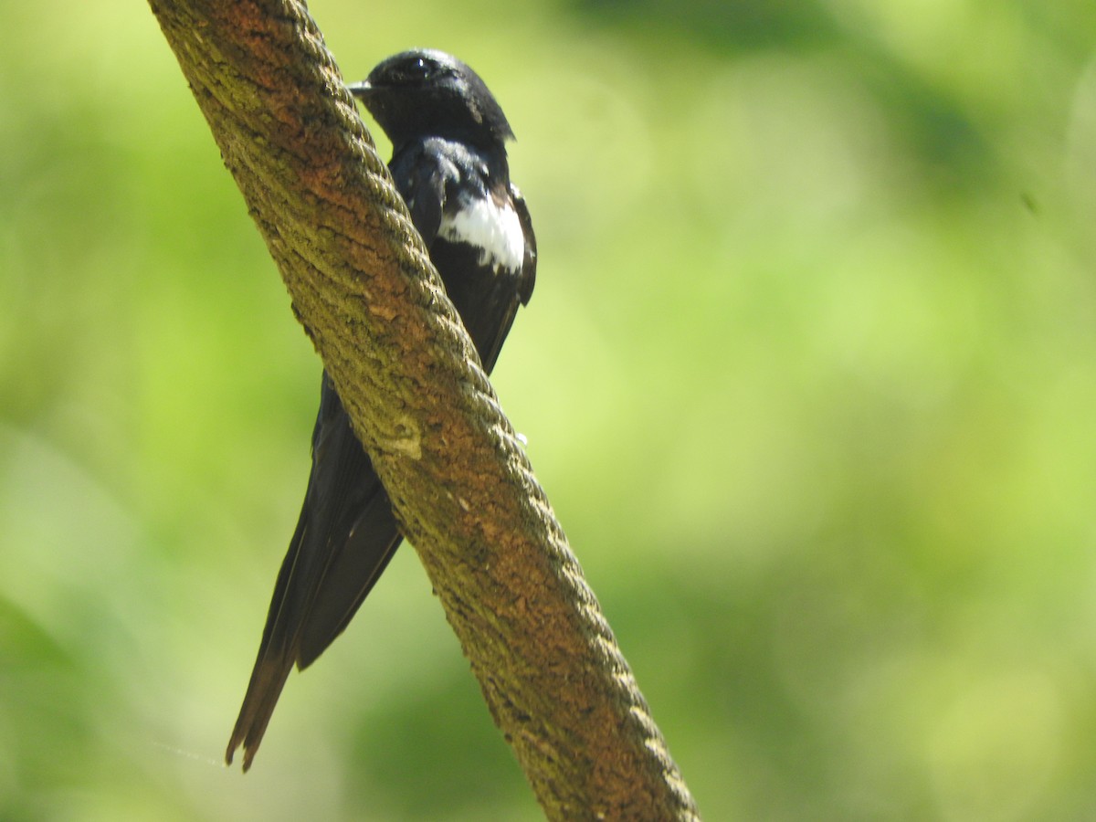 White-banded Swallow - ML646495447
