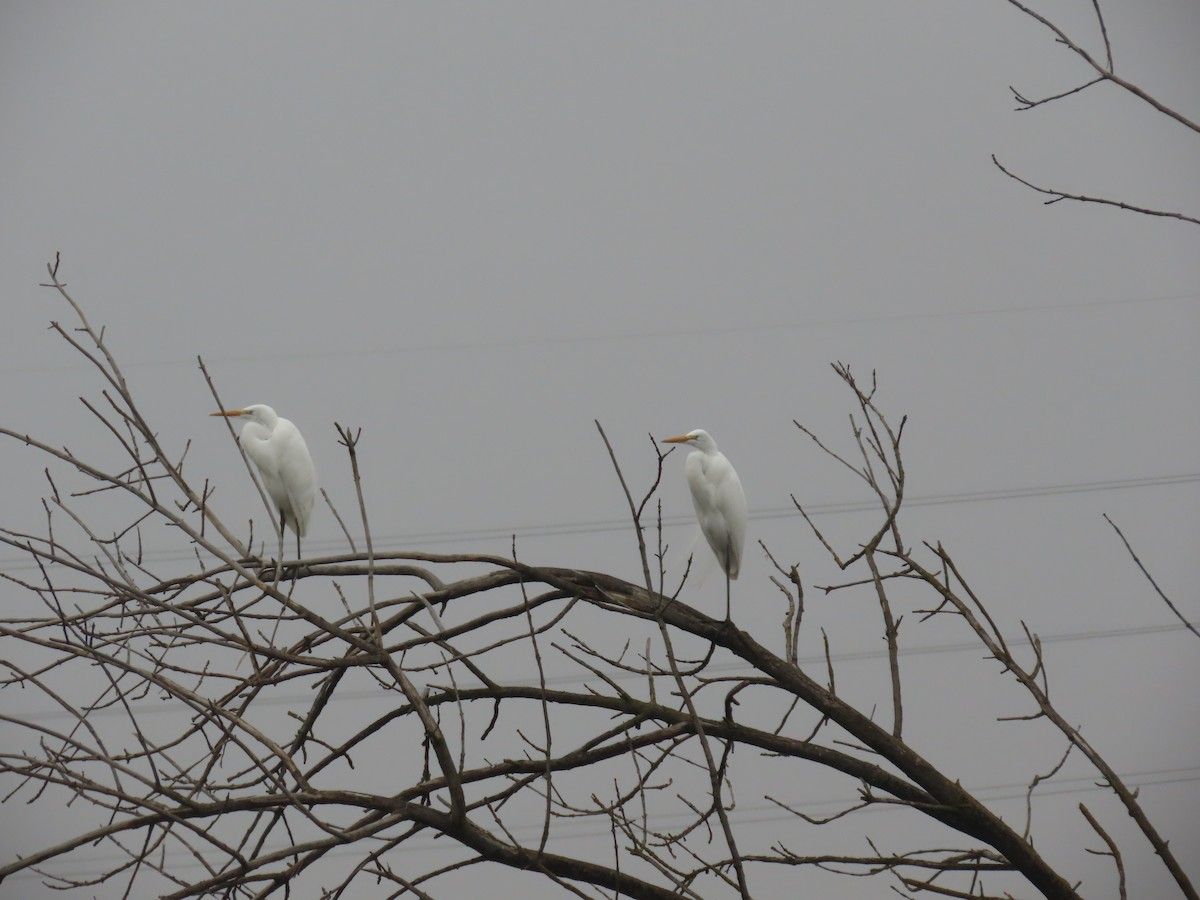 Great Egret - ML646495448