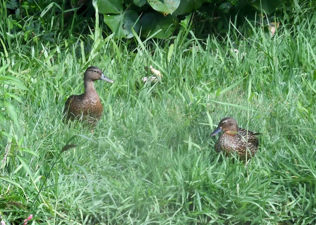 Hawaiian Duck - ML646495449